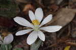 Bloodroot